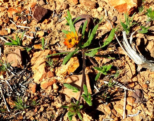 Gorteria diffusa subsp. diffusa