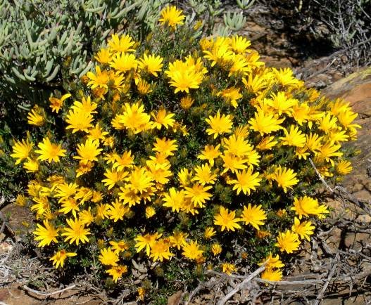Gorteria integrifolia in full cry