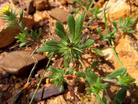 Gorteria personata