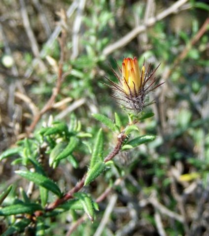 Gorteria integrifolia flowerhead before opening