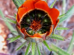 Gorteria diffusa subsp. calendulacea flowerhead