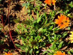 Gorteria diffusa subsp. diffusa sprawling plant
