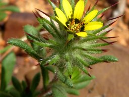 Gorteria personata tall stamens