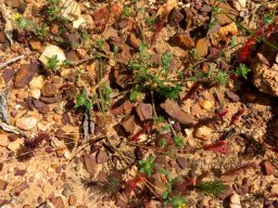 Gorteria personata sparse, spreading branches