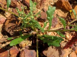 Gorteria personata lower leaves