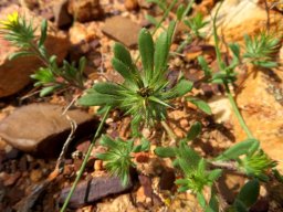 Gorteria personata
