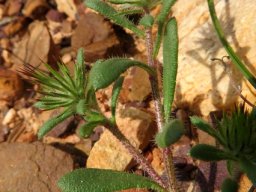 Gorteria personata upper leaves and stems