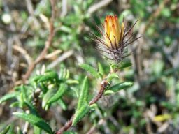 Gorteria integrifolia flowerhead before opening
