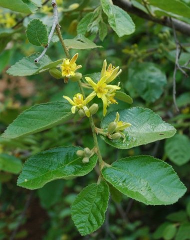 Grewia monticola