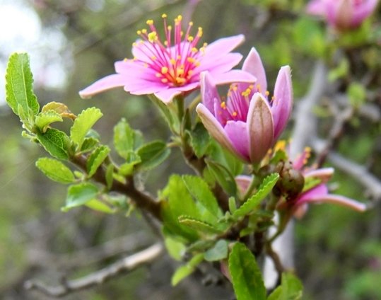 Grewia