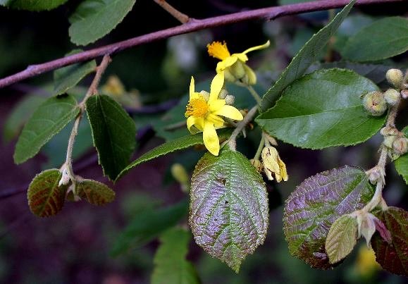 Grewia rogersii