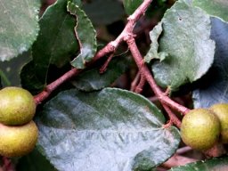 Grewia hexamita leaves and fruit
