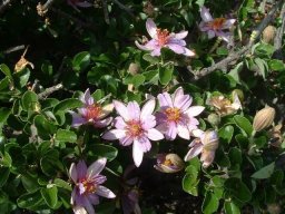 Grewia robusta