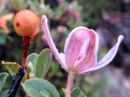 Grewia robusta before and after the open flower