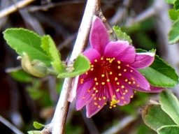 Grewia robusta newly opened flower