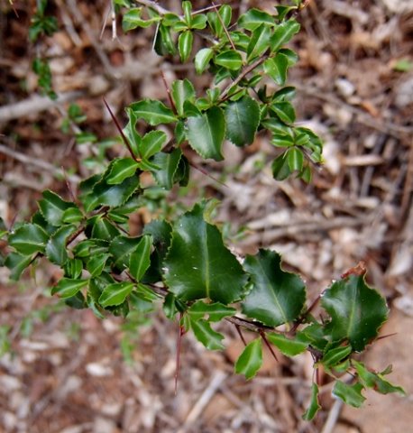 Gymnosporia mossambicensis