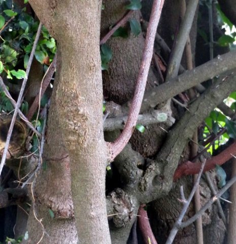 Gymnosporia mossambicensis mature stems
