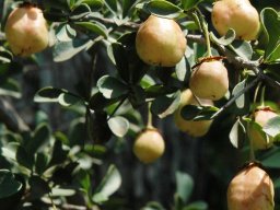 Gymnosporia buxifolia fruit