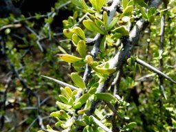 Gymnosporia buxifolia robust spines