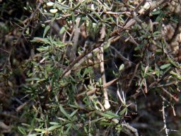 Gymnosporia polyacantha subsp. vaccinifolia