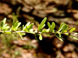 Gymnosporia polyacantha subsp. vaccinifolia fresh leaves