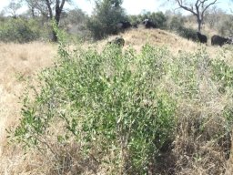 Gymnosporia senegalensis in Sabi Sand
