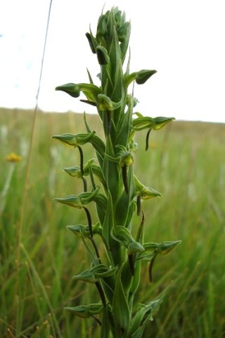 Habenaria anguiceps