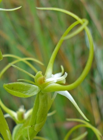 Habenaria cornuta facing up