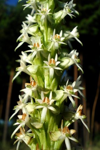 Habenaria dives inflorescence