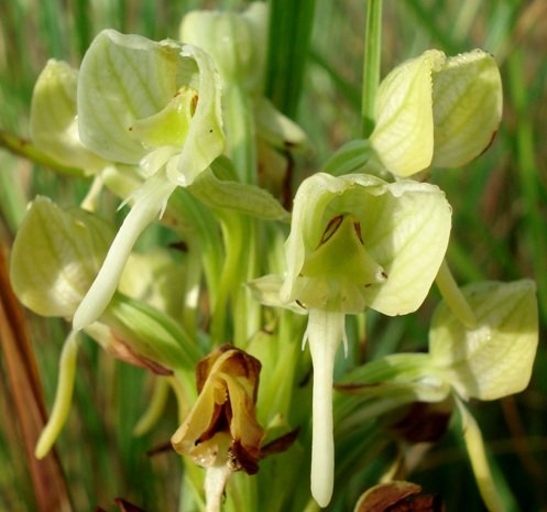 Habenaria epipactidea flowers with scoop handles