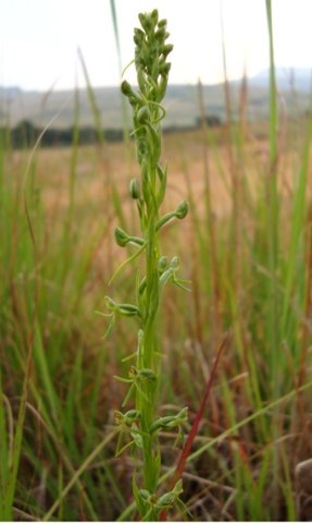 Habenaria filicornis