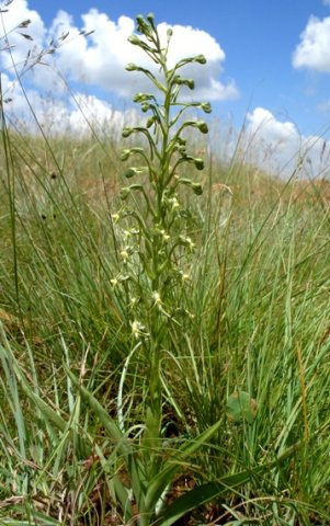 Habenaria galpinii