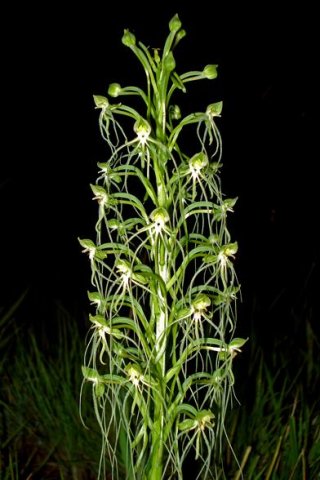 Habenaria kraenzliniana night photo in Gauteng
