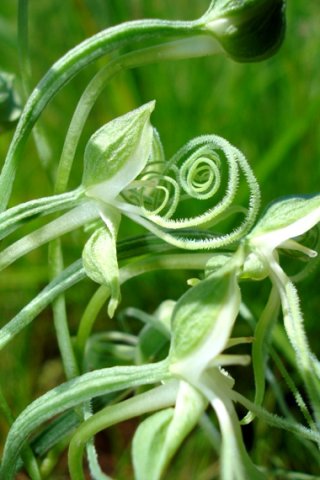 Habenaria kraenzliniana early curls