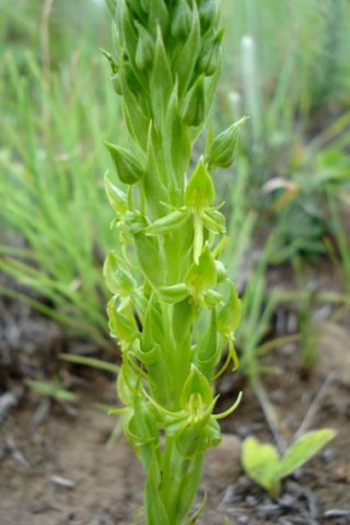 Habenaria lithophila inflorescence