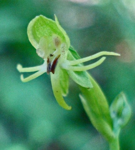 Habenaria malacophylla flower