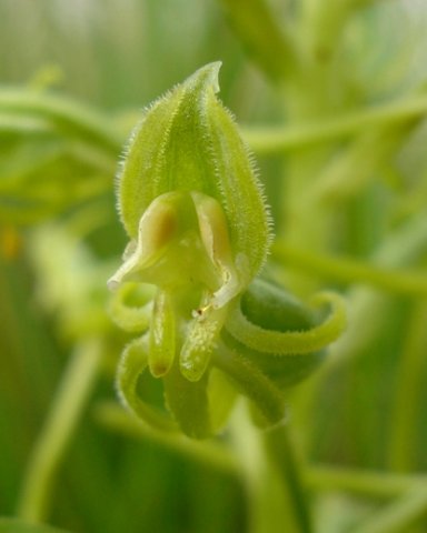 Habenaria mossii floral hairs