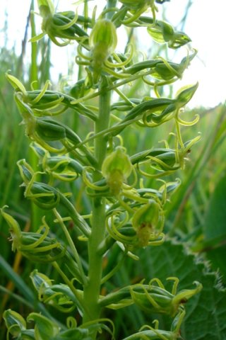 Habenaria mossii