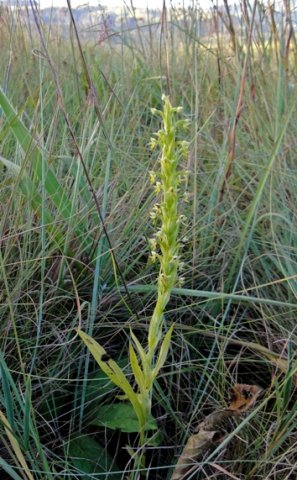 Habenaria pseudociliosa