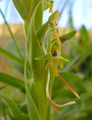 Habenaria pseudociliosa floral spurs