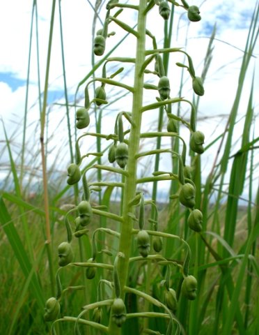 Habenaria schimperiana raceme of buds