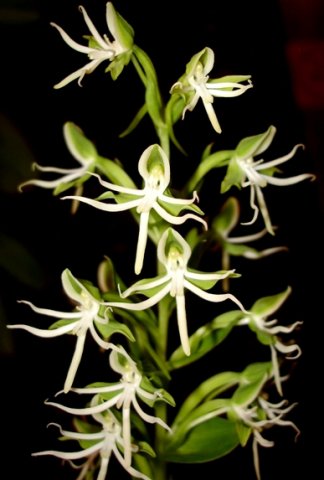 Habenaria transvaalensis