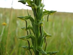 Habenaria anguiceps