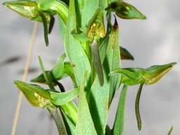 Habenaria anguiceps
