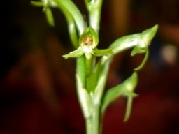 Habenaria arenaria flowers