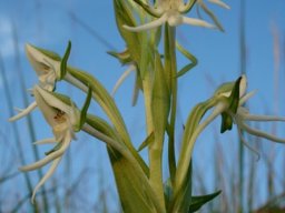 Habenaria barbertoni