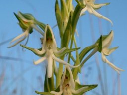 Habenaria barbertoni inflorescence