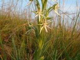 Habenaria barbertoni leaves