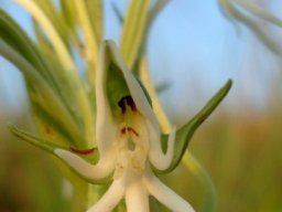Habenaria barbertoni flower