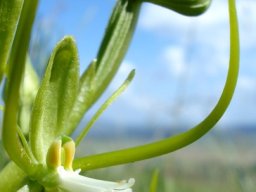 Habenaria clavata flower
